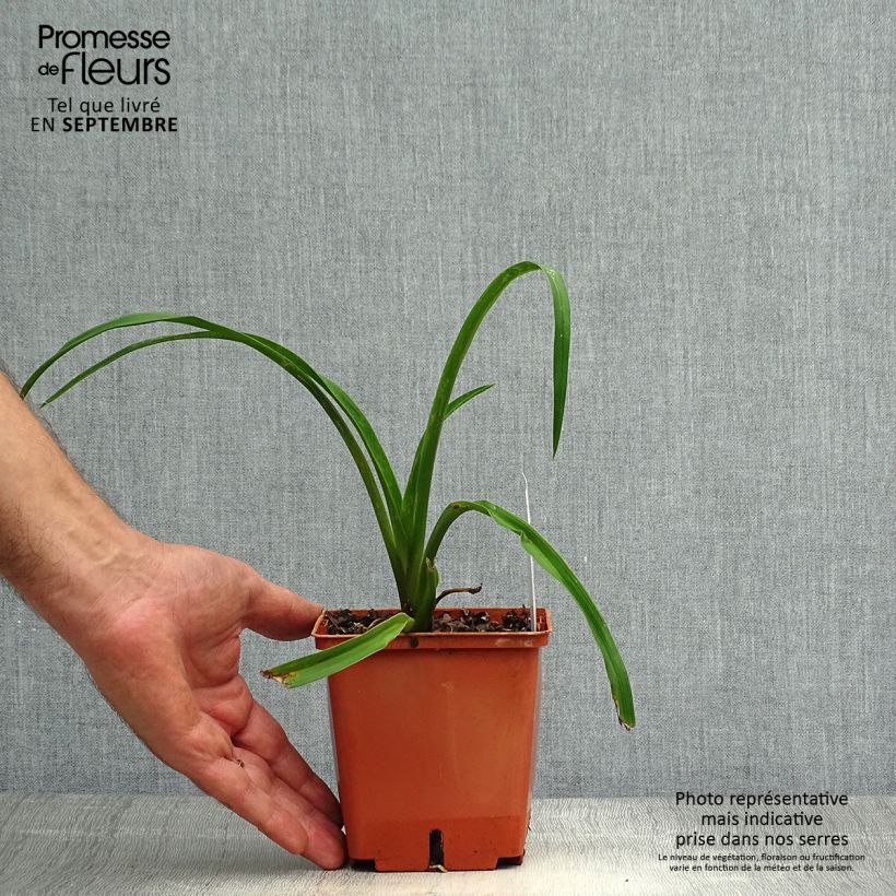 Esemplare di Hemerocallis Barbara Mitchell - Emerocallide Vaso da 1L/1,5L come consegnato in autunno