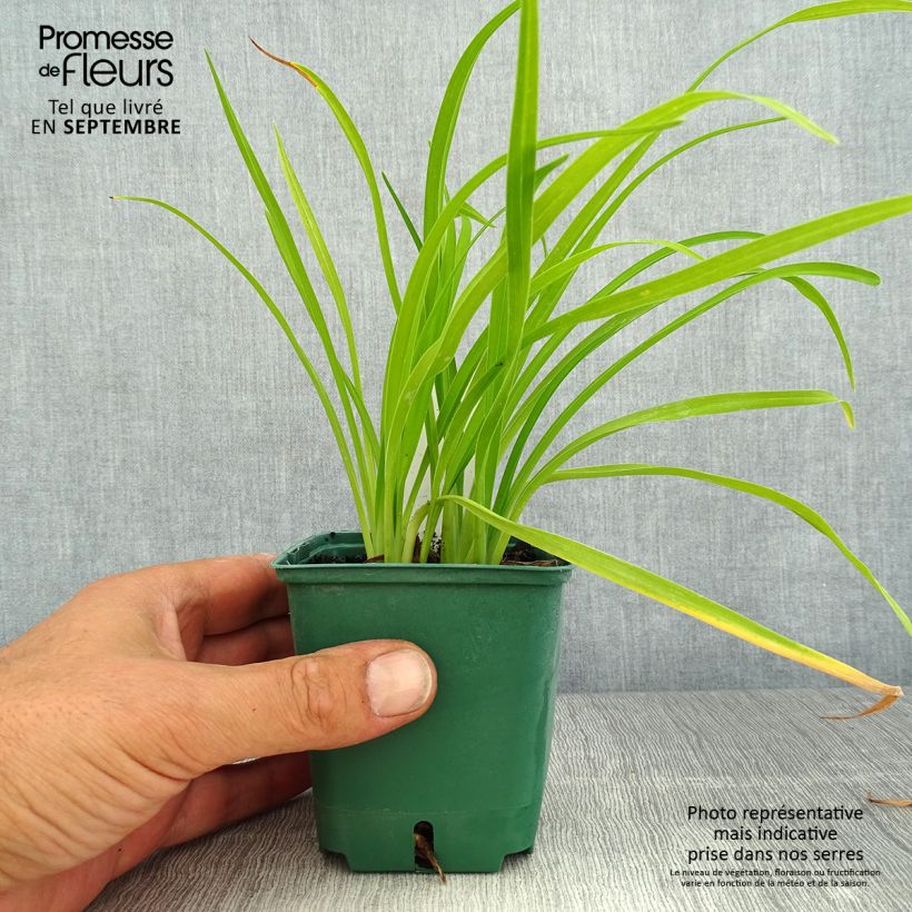 Esemplare di Hemerocallis Bonanza - Emerocallide Vasetto da 8/9 cm consegnato in estate