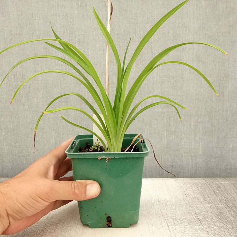 Esemplare di Hemerocallis Burning Daylight - Emerocallide Vasetto da 8/9 cm consegnato in estate