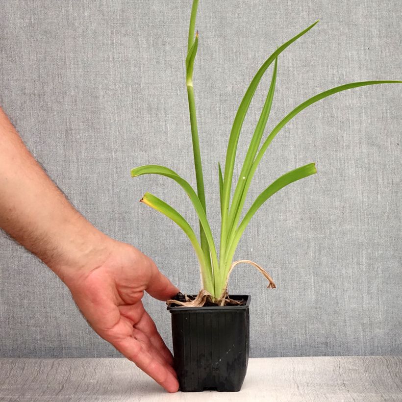 Esemplare di Hemerocallis By Myself - Emerocallide Vasetto da 8/9 cm consegnato in estate