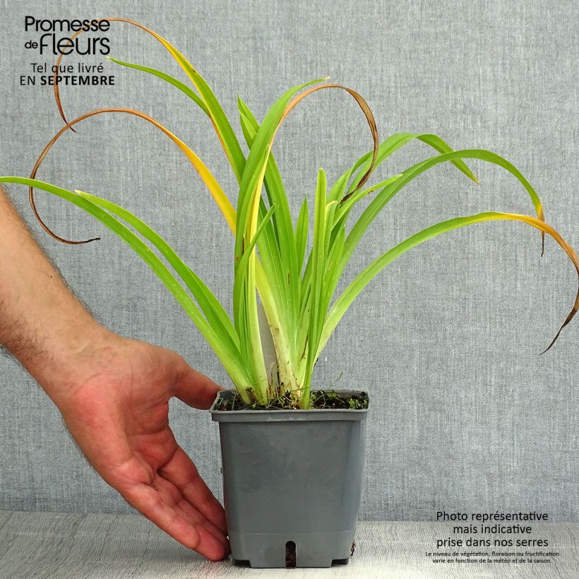 Esemplare di Hemerocallis Calico Jack - Emerocallide Vaso da 1L/1,5L consegnato in estate
