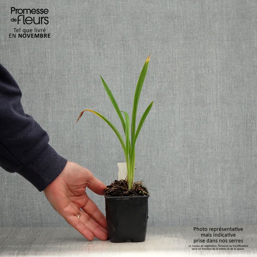 Esemplare di Hemerocallis Canadian Border Patrol - Emerocallide Vasetto da 8/9 cm come consegnato in autunno