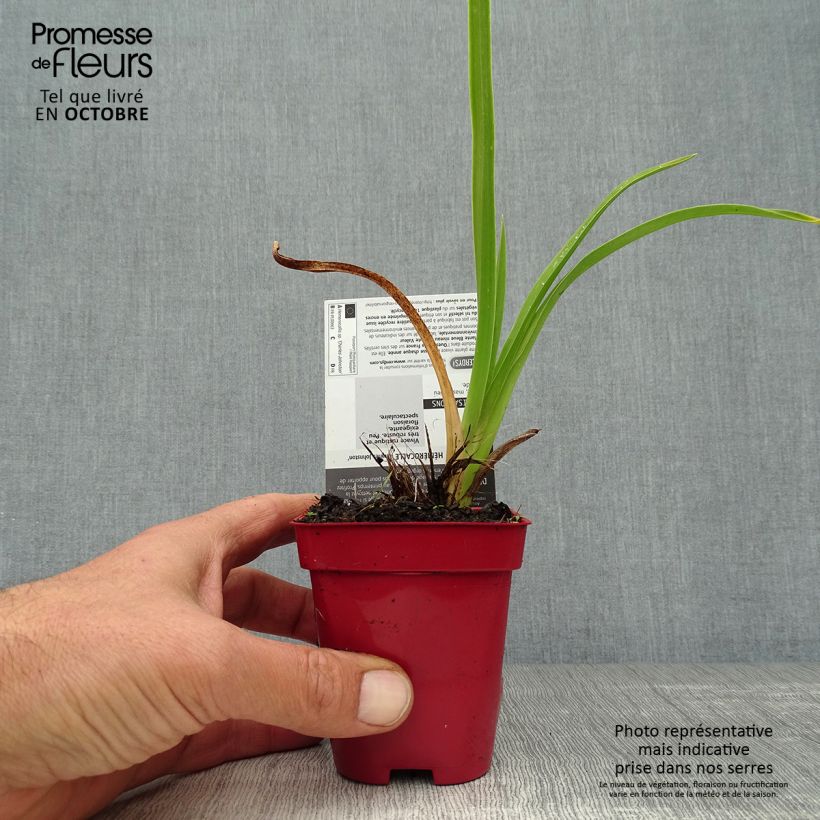 Esemplare di Hemerocallis Charles Johnson - Emerocallide Vasetto da 8/9 cm come consegnato in autunno