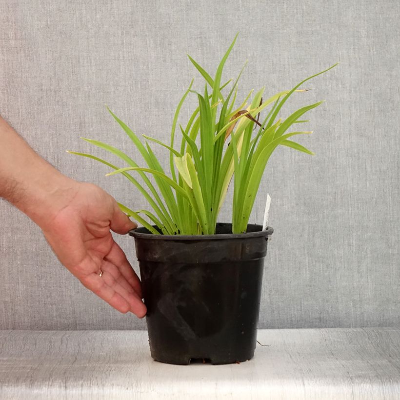 Esemplare di Hemerocallis Chicago Sunrise - Emerocallide Vaso da 2L/3L consegnato in estate