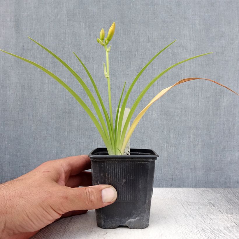 Esemplare di Hemerocallis Children's Festival - Emerocallide Vasetto da 8/9 cm consegnato in estate