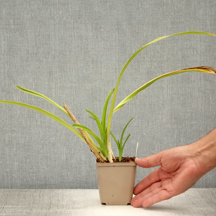 Esemplare di Hemerocallis Chocolate Candy - Emerocallide Vasetto da 8/9 cm consegnato in estate