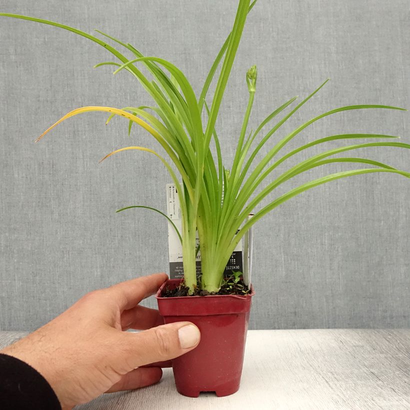 Esemplare di Hemerocallis Chosen Love - Emerocallide Vasetto da 8/9 cm consegnato in estate