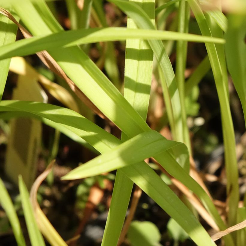 Hemerocallis Corky - Emerocallide (Fogliame)