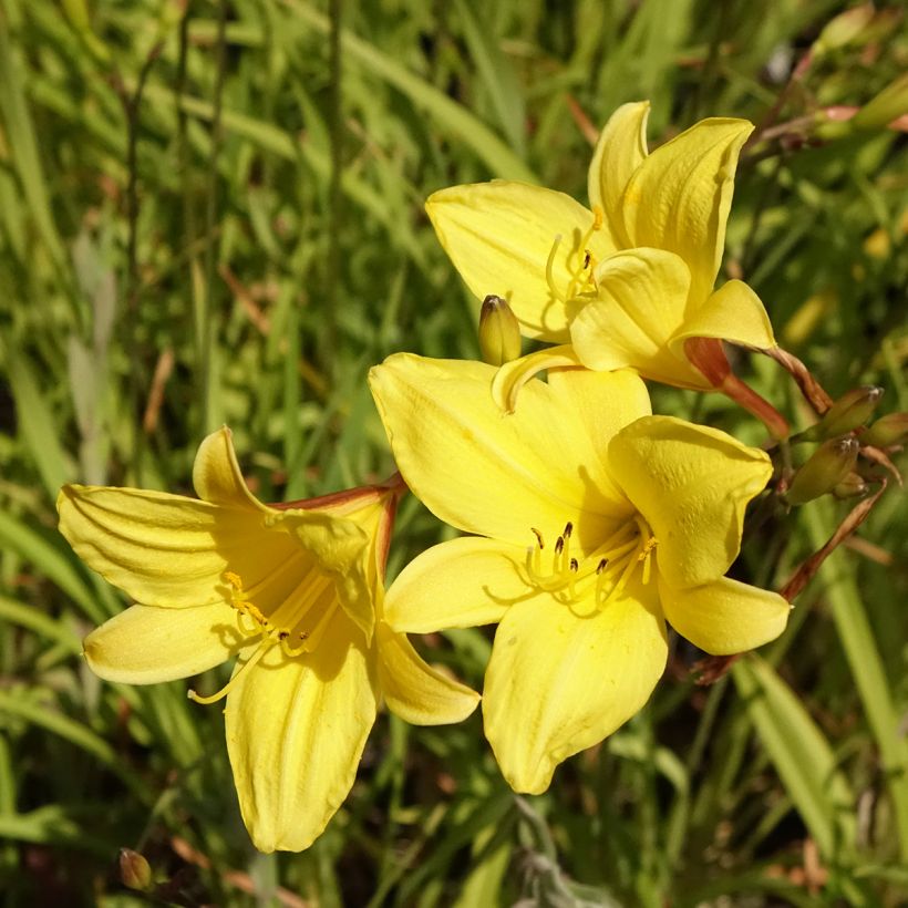 Hemerocallis Corky - Emerocallide (Fioritura)