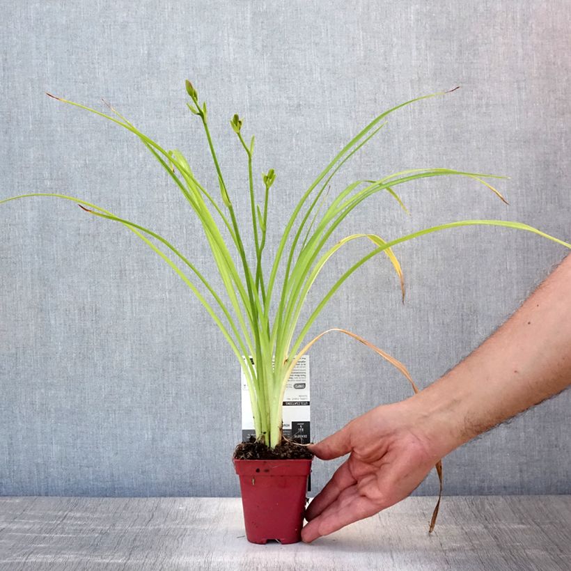 Esemplare di Hemerocallis Crimson Glory - Emerocallide Vasetto da 8/9 cm consegnato in estate