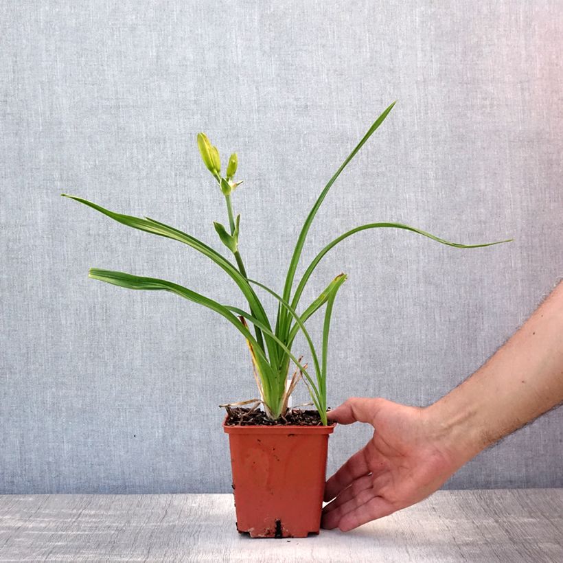 Esemplare di Hemerocallis Destined to See - Emerocallide Vaso da 1L/1,5L consegnato in estate