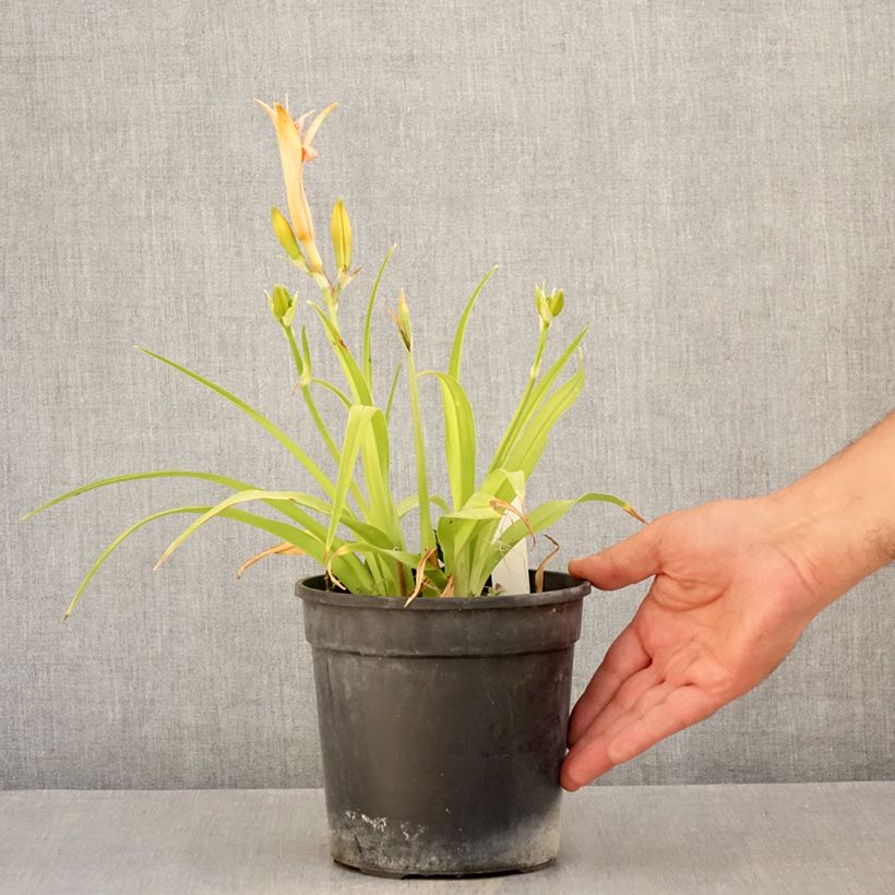 Esemplare di Hemerocallis Double Dream - Emerocallide Vaso da 2L/3L consegnato in estate
