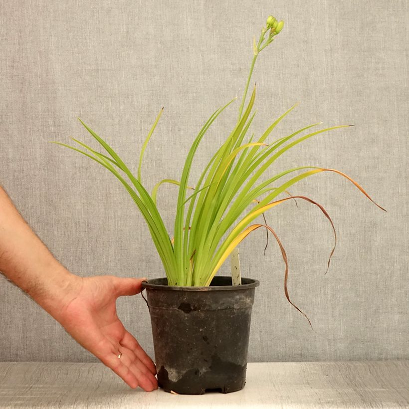 Esemplare di Hemerocallis Double River Wye - Emerocallide Vaso da 2L/3L consegnato in estate