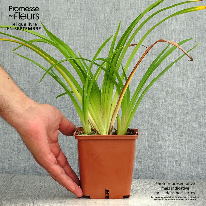 Esemplare di Hemerocallis Dream Legacy - Emerocallide Vaso da 1L/1,5L consegnato in estate