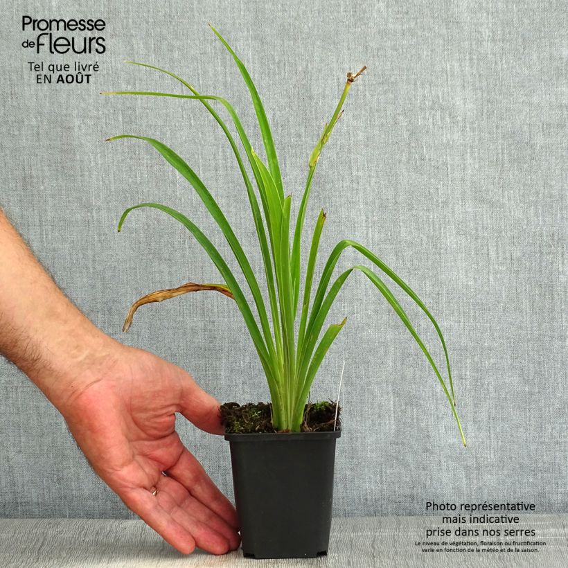 Esemplare di Hemerocallis Ed Murray - Emerocallide Vasetto da 8/9 cm consegnato in estate