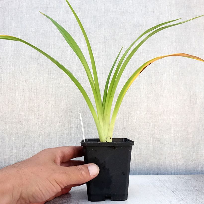 Esemplare di Hemerocallis El Desperado - Emerocallide Vasetto da 8/9 cm consegnato in estate