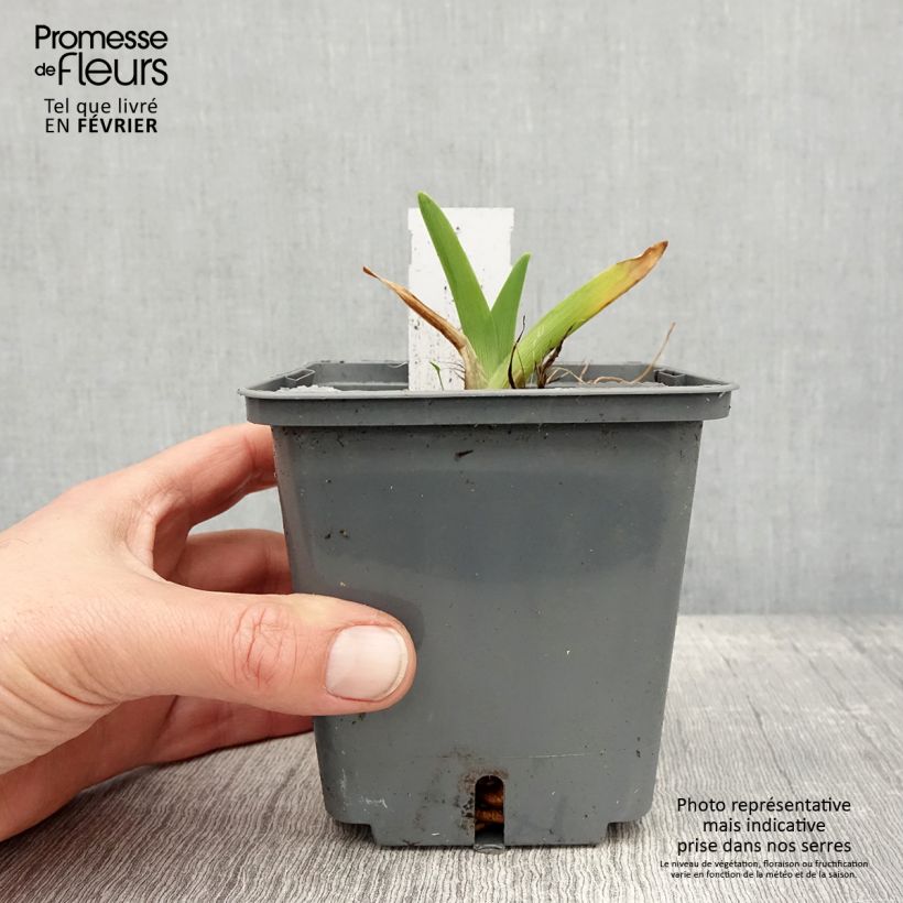 Hemerocallis Enchanted Forest - Emerocallide Vaso da 1L/1,5L esemplare consegnato in inverno