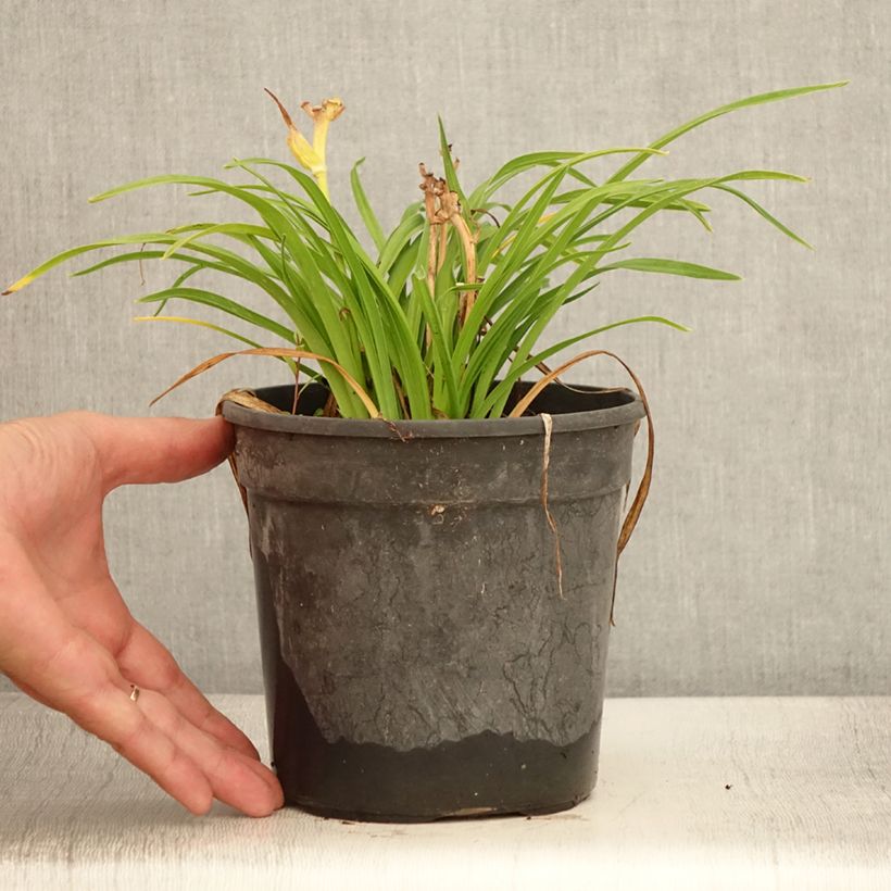 Esemplare di Hemerocallis Everydaylily Cerise - Emerocallide Vaso da 2L/3L consegnato in estate