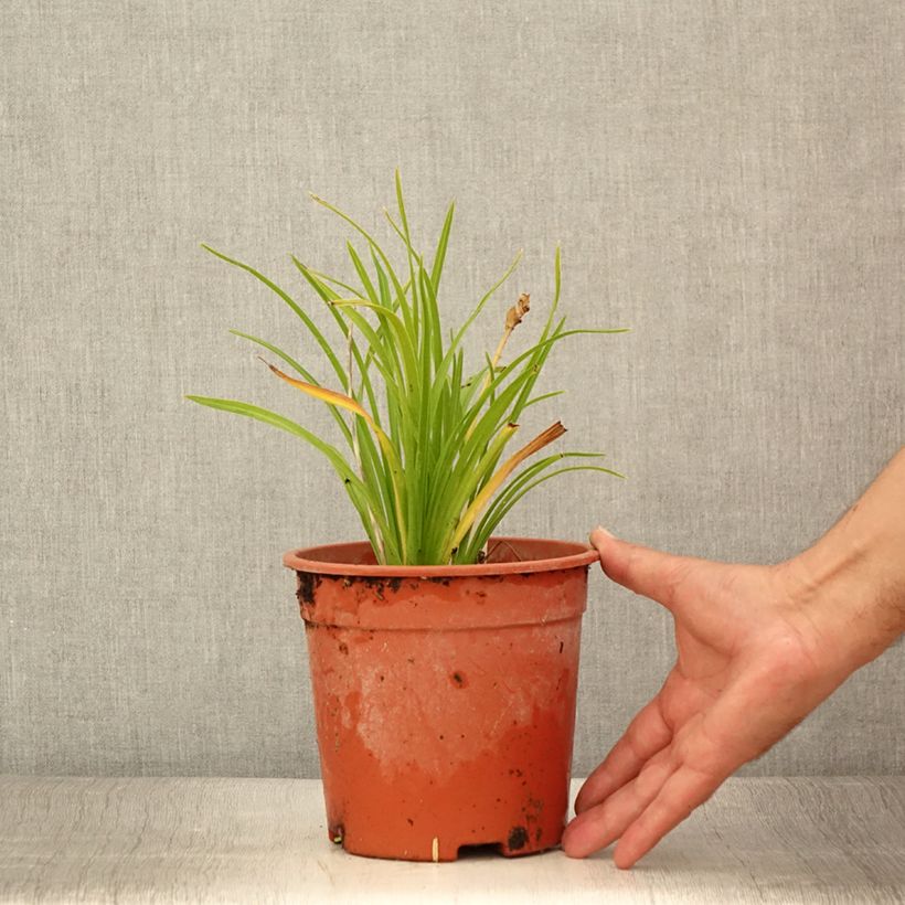 Esemplare di Hemerocallis Everydaylily Punch Yellow - Emerocallide Vaso da 2L/3L consegnato in estate