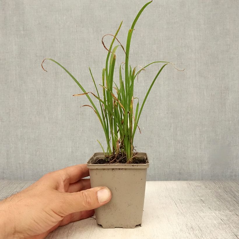 Esemplare di Hemerocallis Everydaylily Red Ribs - Emerocallide Vasetto da 8/9 cm consegnato in estate