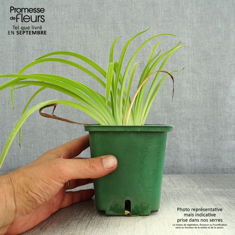 Esemplare di Hemerocallis Eyed Beauty - Emerocallide Vaso da 1L/1,5L consegnato in estate