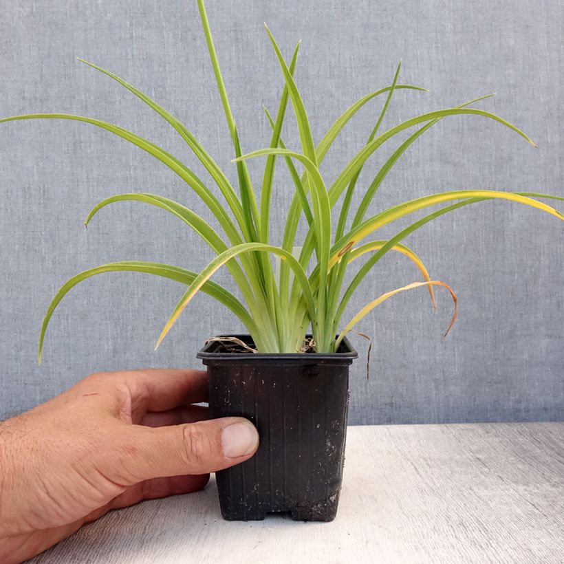 Esemplare di Hemerocallis Flambeau - Emerocallide Vasetto da 8/9 cm consegnato in estate