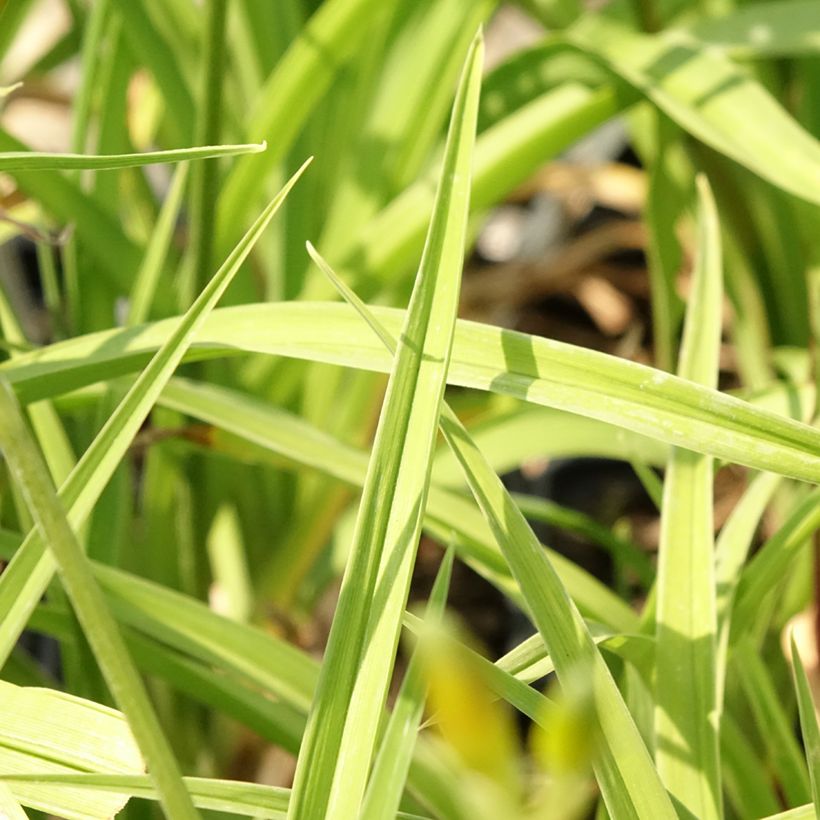 Hemerocallis Flambeau - Emerocallide (Fogliame)