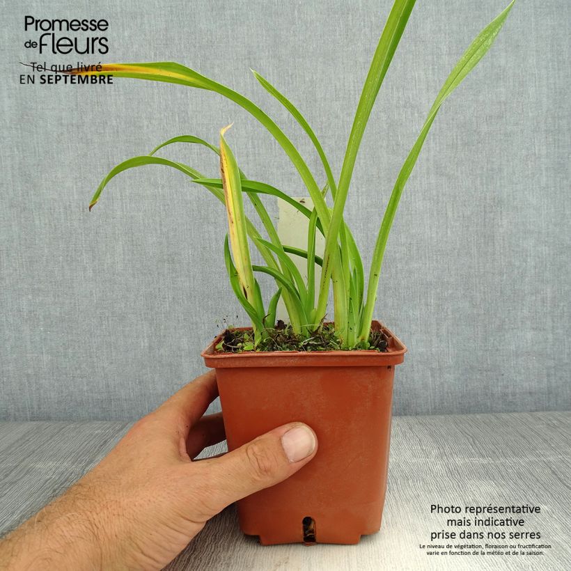 Esemplare di Hemerocallis Fooled Me - Emerocallide Vaso da 1L/1,5L consegnato in estate