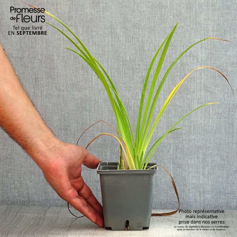 Esemplare di Hemerocallis Forty second Street - Emerocallide Vaso da 1L/1,5L consegnato in estate