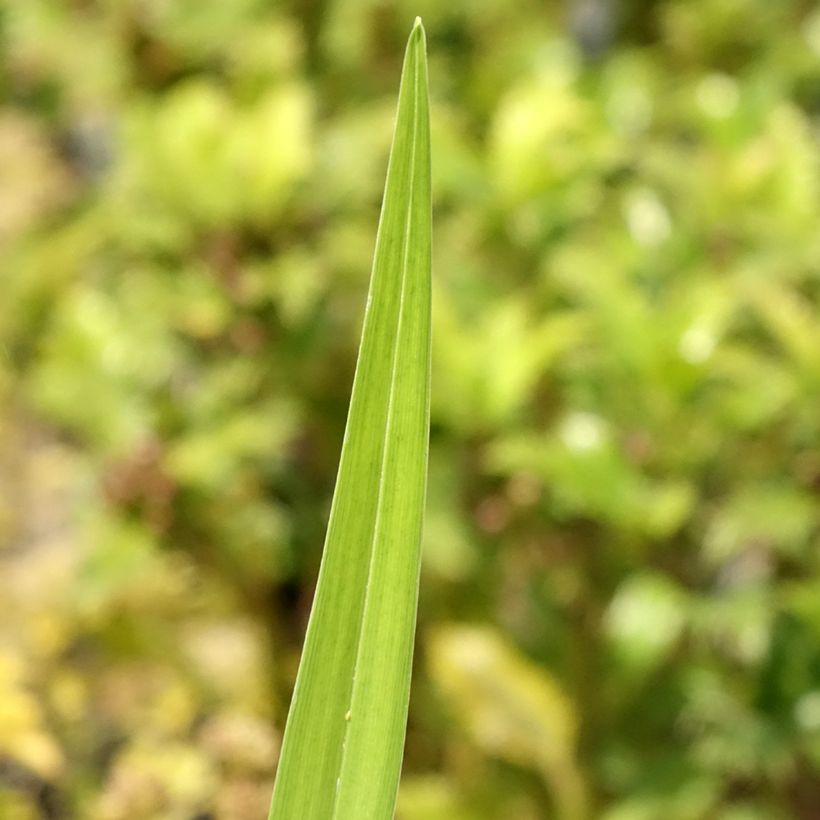 Hemerocallis fulva Flore Pleno - Giglio di San Giuseppe a fiore doppio (Fogliame)