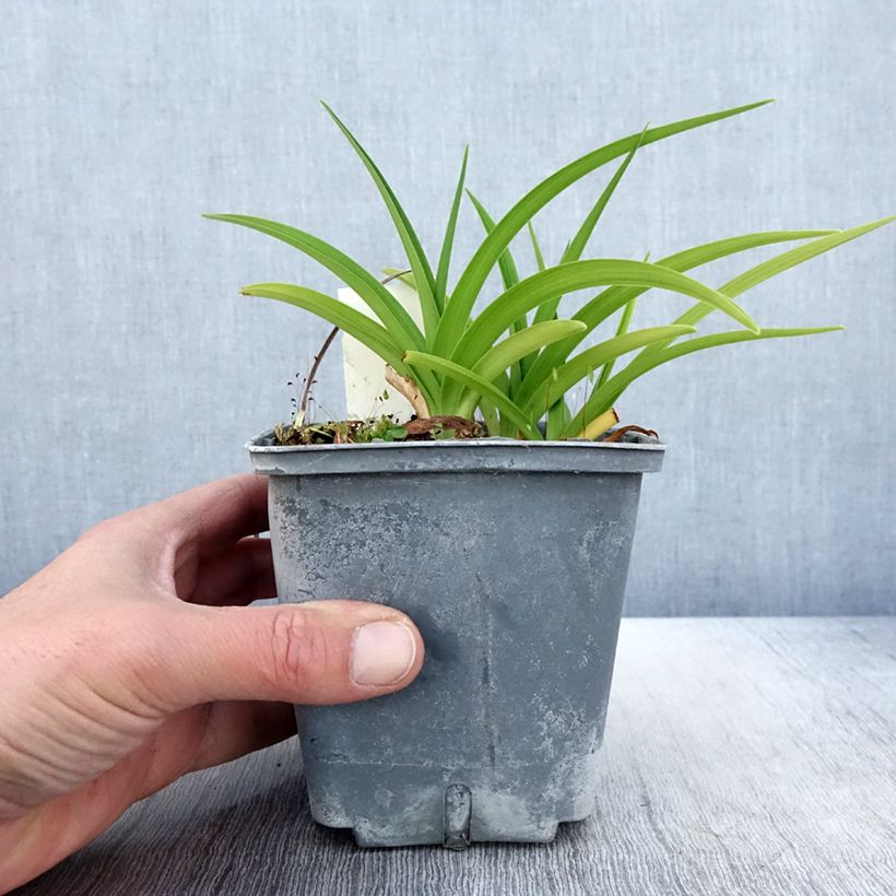 Hemerocallis Graces of Ganymede - Emerocallide Vaso da 1L/1,5L esemplare consegnato in primavera