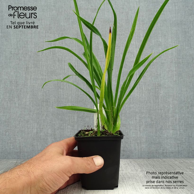 Esemplare di Hemerocallis Green Flutter - Emerocallide Vasetto da 8/9 cm consegnato in estate