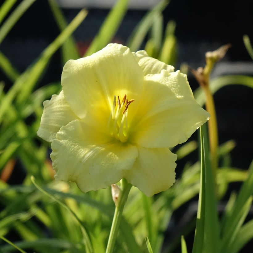 Hemerocallis Happy Returns - Emerocallide (Fioritura)