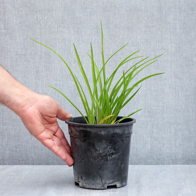 Hemerocallis Happy Returns - Emerocallide Vaso da 2L/3L esemplare consegnato in primavera