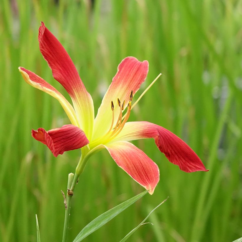 Hemerocallis Hot Wheels - Emerocallide (Fioritura)