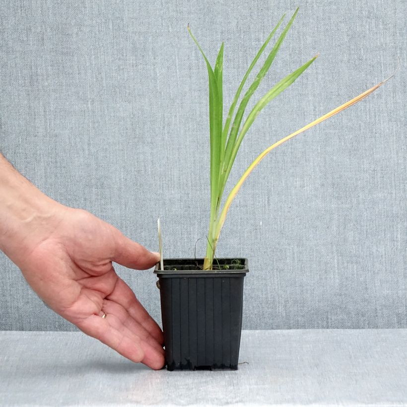Esemplare di Hemerocallis Hot Wheels - Emerocallide Vasetto da 8/9 cm consegnato in estate