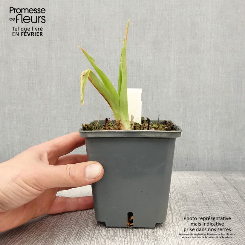 Hemerocallis In Excess - Emerocallide Vaso da 1L/1,5L esemplare consegnato in inverno