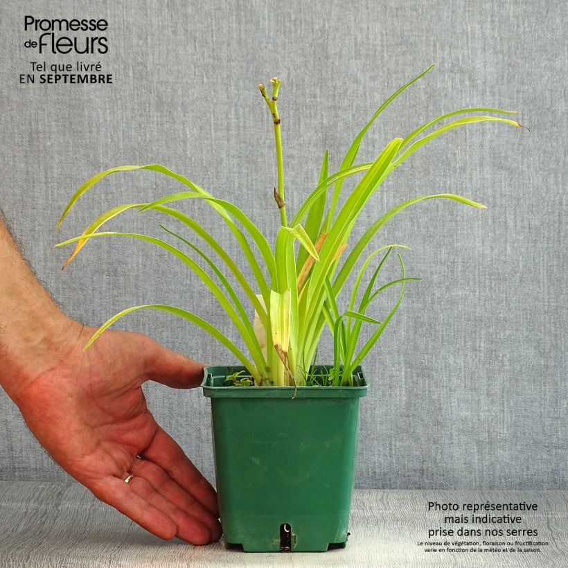 Esemplare di Hemerocallis Jason Salter - Emerocallide Vaso da 1L/1,5L consegnato in estate