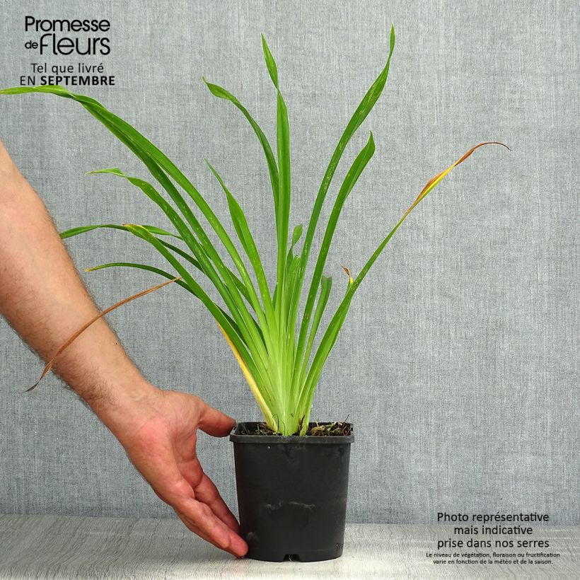 Esemplare di Hemerocallis Lacy Doily - Emerocallide Vaso da 1L/1,5L consegnato in estate