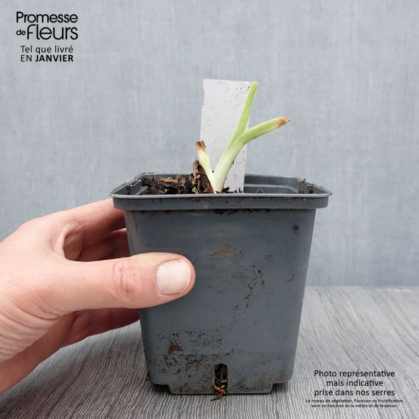Hemerocallis Land of Cotton - Emerocallide Vaso da 1L/1,5L esemplare consegnato in inverno