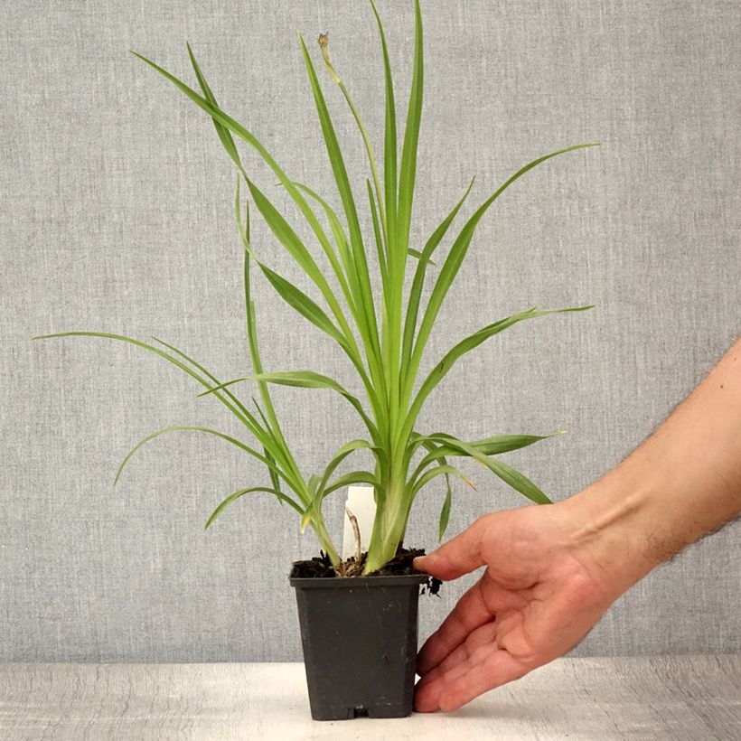 Esemplare di Hemerocallis lilioasphodelus - Giglio dorato Vasetto da 8/9 cm consegnato in estate