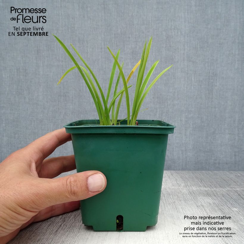 Esemplare di Hemerocallis Luxury Lace - Emerocallide Vaso da 1L/1,5L consegnato in estate
