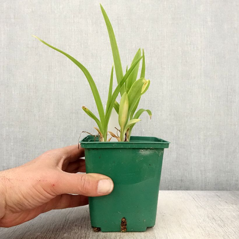 Hemerocallis Luxury Lace - Emerocallide Vaso da 1L/1,5L esemplare consegnato in primavera