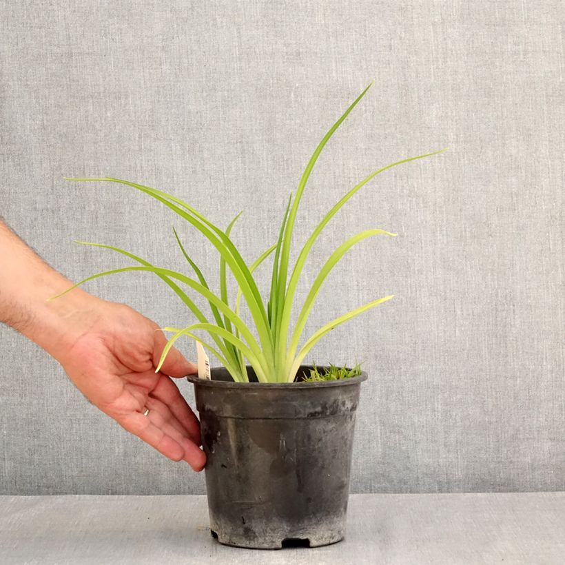 Esemplare di Hemerocallis Mauna Loa - Emerocallide Vaso da 2L/3L consegnato in estate