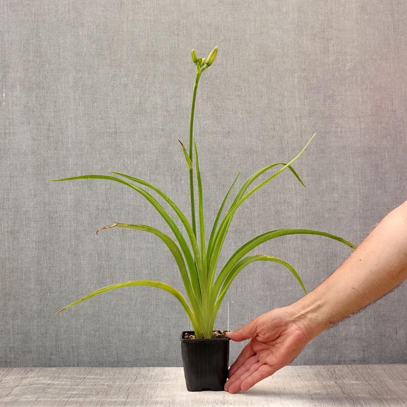 Esemplare di Hemerocallis Mildred Mitchell - Emerocallide Vasetto da 8/9 cm consegnato in estate
