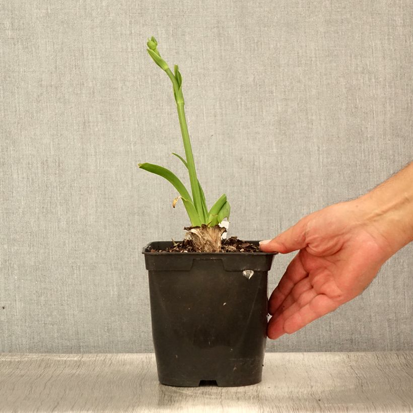 Esemplare di Hemerocallis Nature's Crown - Emerocallide Vaso da 1L/1,5L consegnato in estate