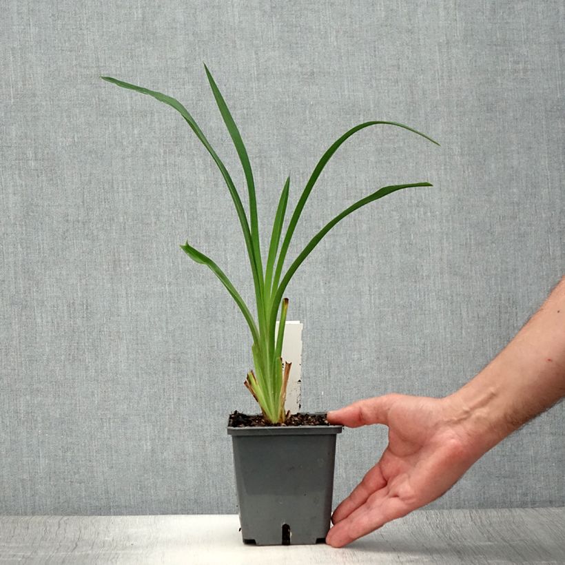 Esemplare di Hemerocallis Night Embers - Emerocallide Vaso da 1L/1,5L consegnato in estate