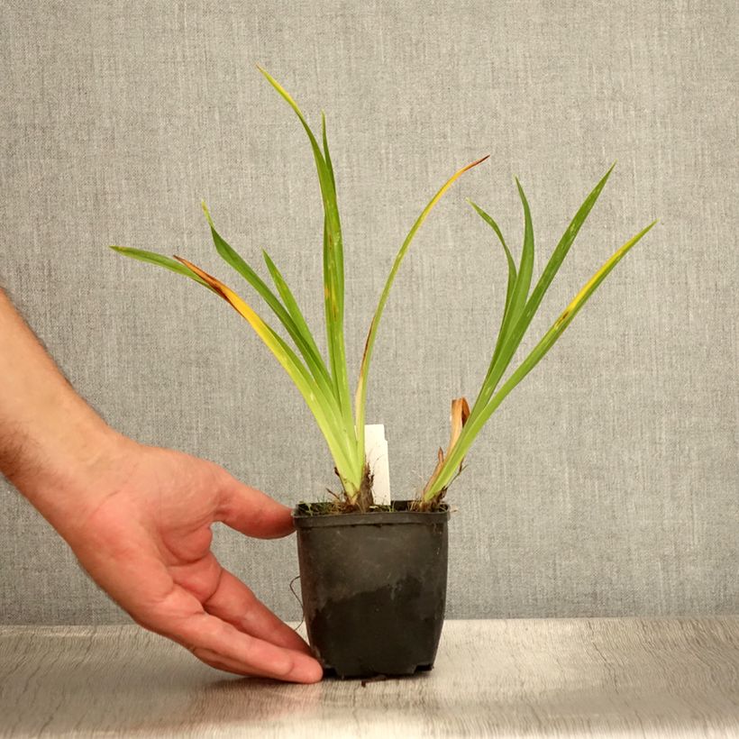 Esemplare di Hemerocallis Olive Bailey Langdon - Emerocallide Vasetto da 8/9 cm consegnato in estate
