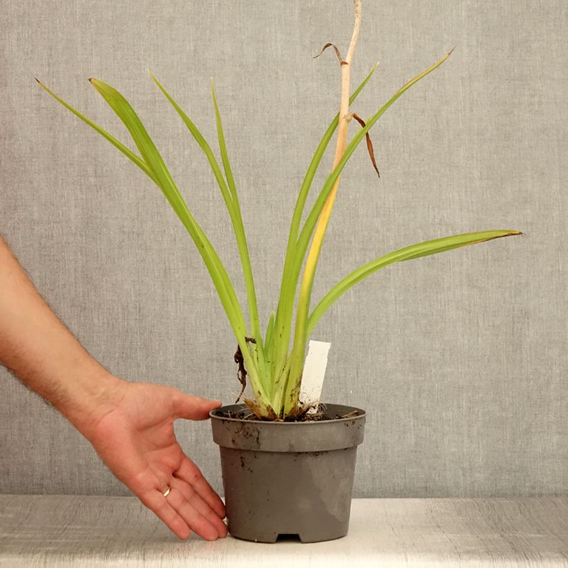 Esemplare di Hemerocallis Gentle Shepherd - Emerocallide Vaso da 2L/3L consegnato in estate