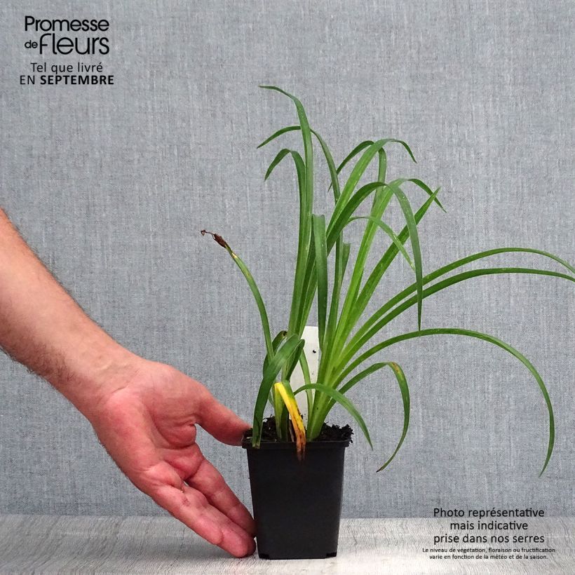 Esemplare di Hemerocallis Pandora's Box - Emerocallide Vasetto da 8/9 cm consegnato in estate